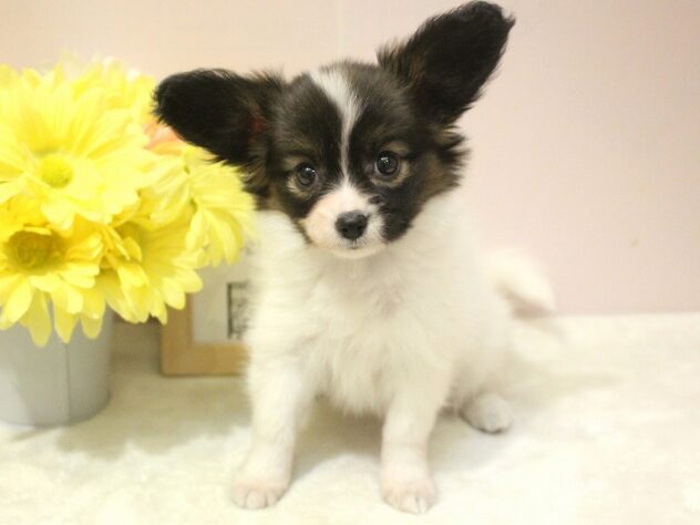 兵庫県のパピヨン (ペット・プラザ アミーゴ神戸灘店/2025年9月17日生まれ/女の子/ホワイトブラウン)の子犬の1枚目の画像