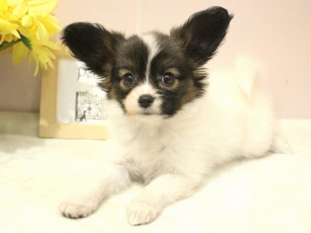 兵庫県のパピヨン (ペット・プラザ アミーゴ神戸灘店/2025年9月17日生まれ/女の子/ホワイトブラウン)の子犬の2枚目の画像