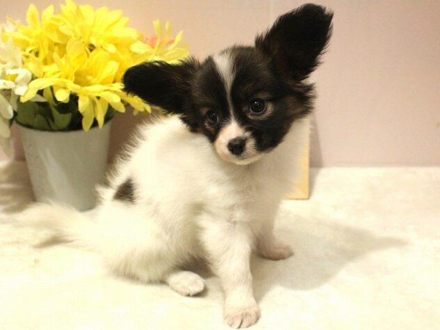 兵庫県のパピヨン (ペット・プラザ アミーゴ明石魚住店/2025年9月17日生まれ/女の子/ホワイトブラウン)の子犬の3枚目の画像