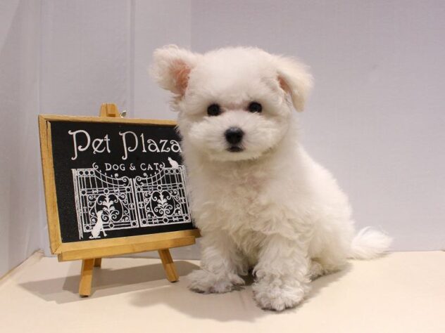 兵庫県のビションフリーゼ (ペット・プラザ アミーゴ神戸灘店/2025年9月4日生まれ/女の子/ホワイト)の子犬の1枚目の画像