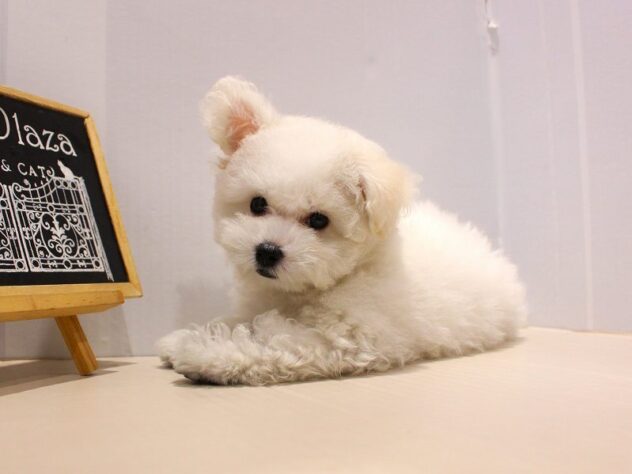 兵庫県のビションフリーゼ (ペット・プラザ アミーゴ神戸灘店/2025年9月4日生まれ/女の子/ホワイト)の子犬の2枚目の画像