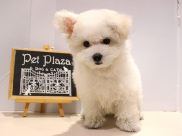 兵庫県のビションフリーゼ (ペット・プラザ アミーゴ神戸灘店/2025年9月4日生まれ/女の子/ホワイト)の子犬の3枚目の画像