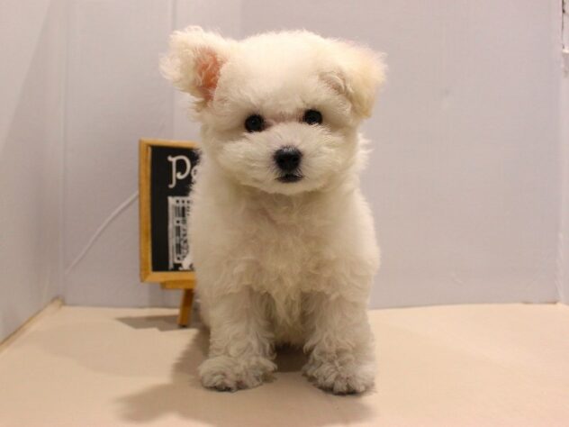 兵庫県のビションフリーゼ (ペット・プラザ アミーゴ神戸灘店/2025年9月4日生まれ/女の子/ホワイト)の子犬の4枚目の画像