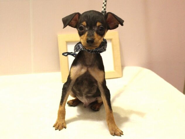 兵庫県のミニチュアピンシャー (ペット・プラザ アミーゴ明石魚住店/2025年9月29日生まれ/男の子/ブラックタン)の子犬の1枚目の画像