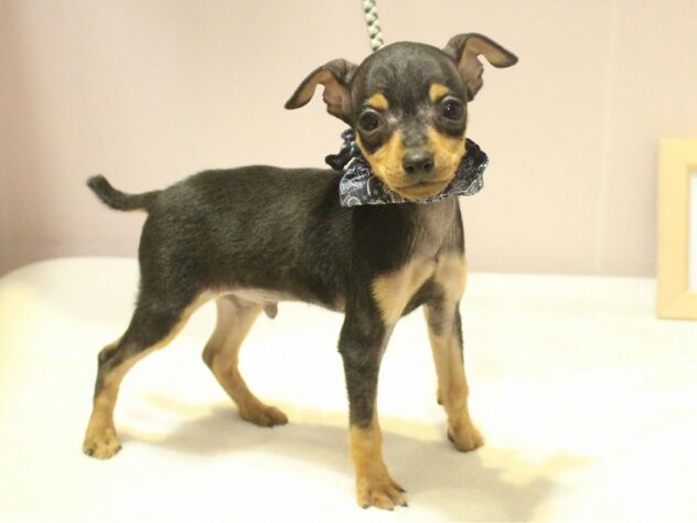 兵庫県のミニチュアピンシャー (ペット・プラザ アミーゴ明石魚住店/2025年9月29日生まれ/男の子/ブラックタン)の子犬の2枚目の画像