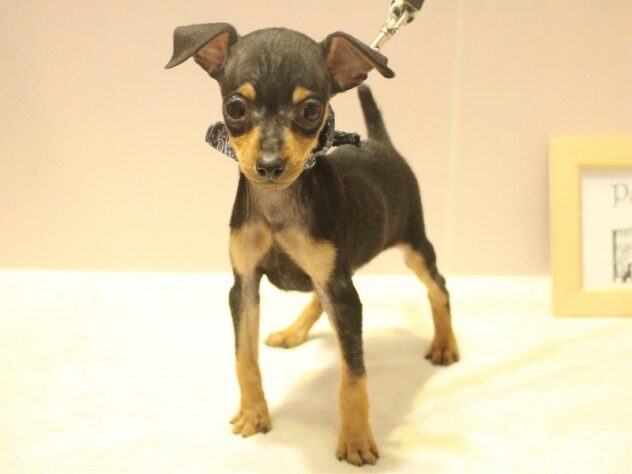 兵庫県のミニチュアピンシャー (ペット・プラザ アミーゴ明石魚住店/2025年9月29日生まれ/男の子/ブラックタン)の子犬の3枚目の画像