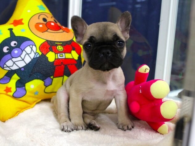 兵庫県のフレンチブルドッグ (ペット・プラザ アミーゴ神戸灘店/2025年9月22日生まれ/女の子/フォーン)の子犬の1枚目の画像