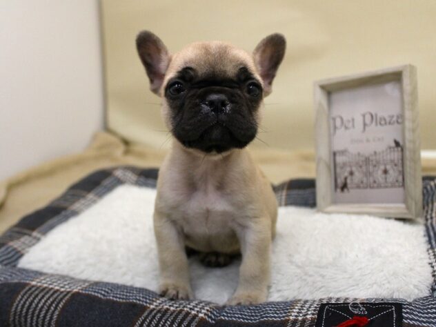 兵庫県のフレンチブルドッグ (ペット・プラザ アミーゴ神戸灘店/2025年9月22日生まれ/女の子/フォーン)の子犬の2枚目の画像