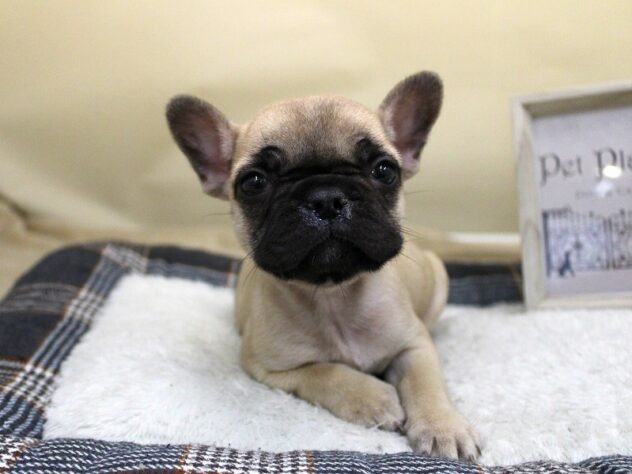 兵庫県のフレンチブルドッグ (ペット・プラザ アミーゴ神戸灘店/2025年9月22日生まれ/女の子/フォーン)の子犬の3枚目の画像