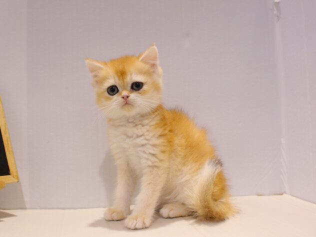 兵庫県のブリティッシュショートヘアー (ペット・プラザ アミーゴ神戸灘店/2025年9月9日生まれ/男の子/ブラックゴールデンシェーデット)の子猫の1枚目の画像