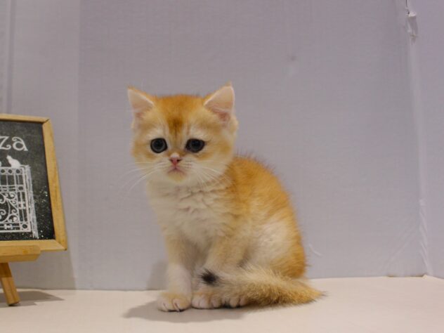 兵庫県のブリティッシュショートヘアー (ペット・プラザ アミーゴ神戸灘店/2025年9月9日生まれ/男の子/ブラックゴールデンシェーデット)の子猫の3枚目の画像