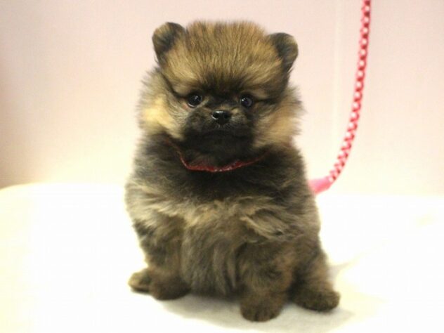 兵庫県のポメラニアン (ペット・プラザ アミーゴ神戸灘店/2025年9月25日生まれ/女の子/オレンジ)の子犬の1枚目の画像