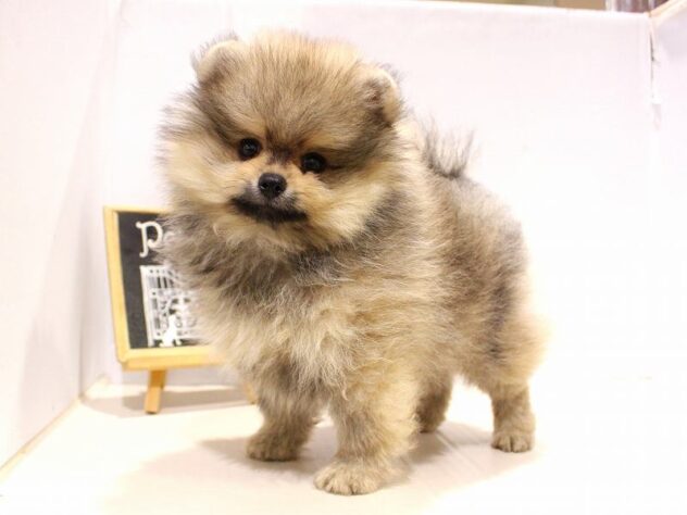 兵庫県のポメラニアン (ペット・プラザ アミーゴ神戸灘店/2025年9月16日生まれ/男の子/ウルフセーブル)の子犬の1枚目の画像