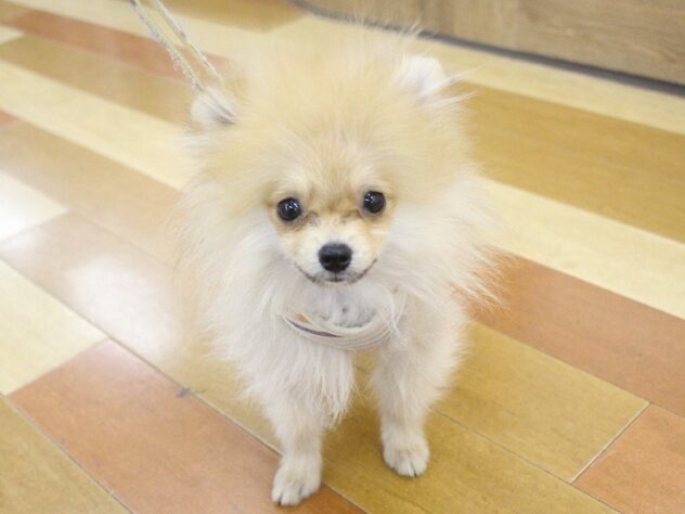 兵庫県のポメラニアン (ペット・プラザ アミーゴ明石魚住店/2025年7月23日生まれ/男の子/オレンジ)の子犬の1枚目の画像