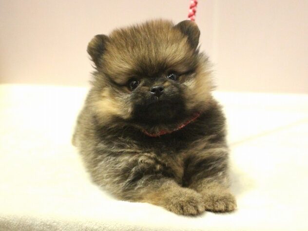 兵庫県のポメラニアン (ペット・プラザ アミーゴ神戸灘店/2025年9月25日生まれ/女の子/オレンジ)の子犬の2枚目の画像