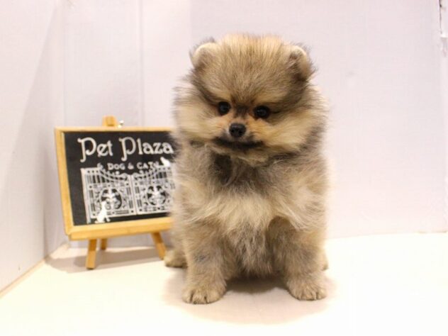 兵庫県のポメラニアン (ペット・プラザ アミーゴ神戸灘店/2025年9月16日生まれ/男の子/ウルフセーブル)の子犬の2枚目の画像