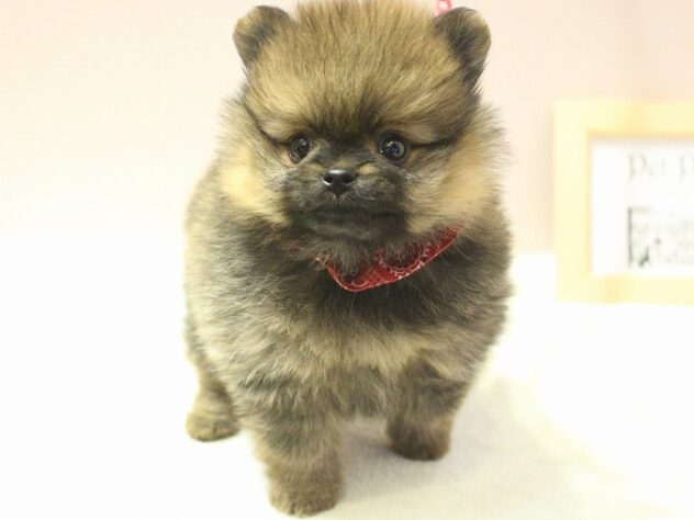 兵庫県のポメラニアン (ペット・プラザ アミーゴ神戸灘店/2025年9月25日生まれ/女の子/オレンジ)の子犬の3枚目の画像