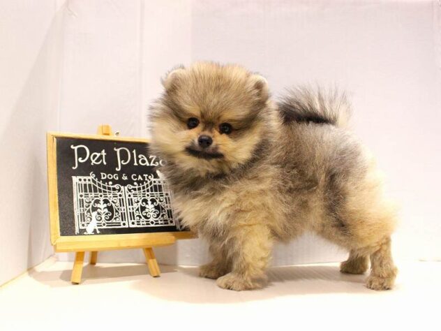 兵庫県のポメラニアン (ペット・プラザ アミーゴ神戸灘店/2025年9月25日生まれ/女の子/オレンジ)の子犬の3枚目の画像