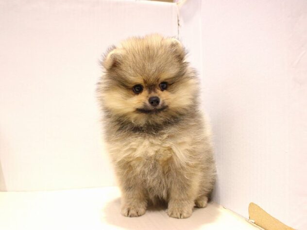 兵庫県のポメラニアン (ペット・プラザ アミーゴ神戸灘店/2025年9月16日生まれ/男の子/ウルフセーブル)の子犬の4枚目の画像