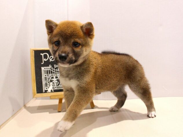 兵庫県の豆柴 (ペット・プラザ アミーゴ神戸灘店/2025年9月16日生まれ/男の子/赤)の子犬の3枚目の画像