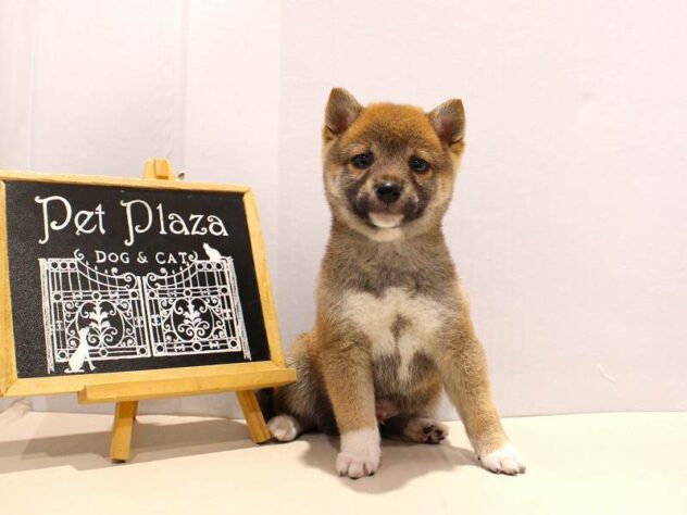 兵庫県の豆柴 (ペット・プラザ アミーゴ神戸灘店/2025年9月16日生まれ/男の子/赤)の子犬の4枚目の画像