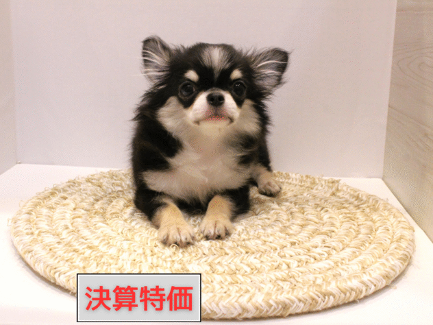 大阪府のチワワ(ロング) (ペット・プラザ アミーゴ箕面店/2025年5月12日生まれ/女の子/トライカラー)の子犬の1枚目の画像