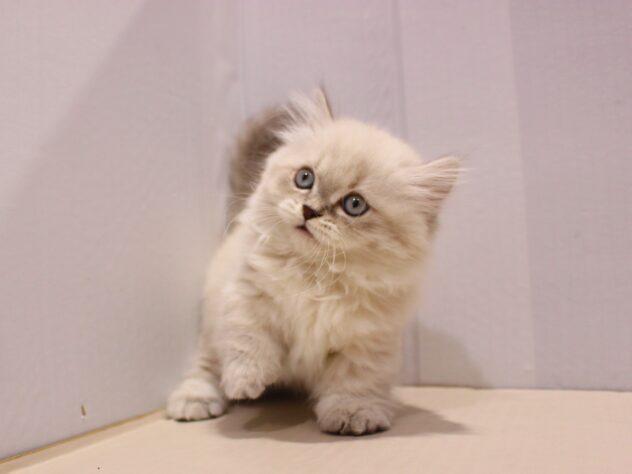 兵庫県のミヌエット (ペット・プラザ アミーゴ神戸灘店/2025年9月19日生まれ/女の子/ブルーリンクスポイント)の子猫の3枚目の画像