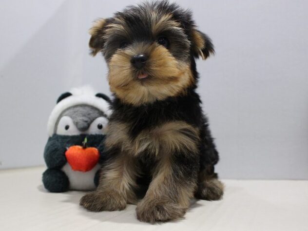 兵庫県のヨークシャーテリア (ペット・プラザ アミーゴ神戸灘店/2025年9月13日生まれ/男の子/スチールブルータン)の子犬の3枚目の画像