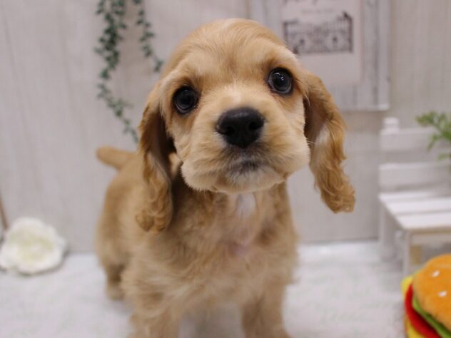 兵庫県のアメリカンコッカースパニエル (ペット・プラザ アミーゴ加古川店/2025年9月15日生まれ/男の子/バフ)の子犬の2枚目の画像