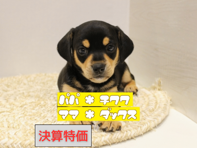 大阪府のチワックス(チワワ×ダックス) (ペット・プラザ アミーゴ箕面店/2025年9月6日生まれ/男の子/ブラックタン)の子犬の1枚目の画像