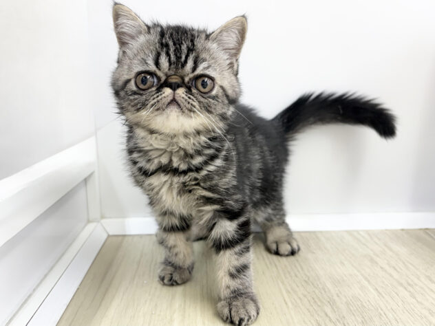 福島県のエキゾチック (アミーゴ郡山南店/2025年8月28日生まれ/男の子/ブラウンタビー)の子猫