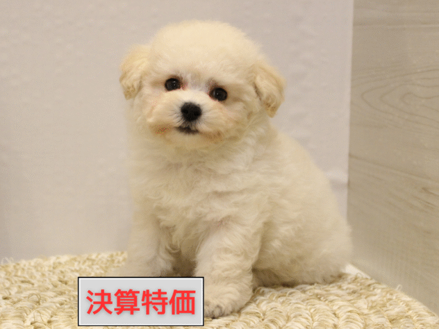 大阪府のトイプードル(トイ) (ペット・プラザ アミーゴ箕面店/2025年9月14日生まれ/女の子/ホワイト)の子犬の1枚目の画像
