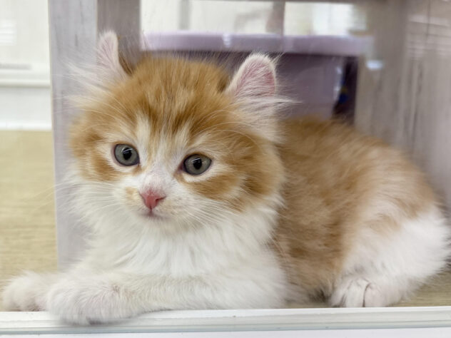 福島県のハーフ猫・ミックス猫 (アミーゴ郡山南店/2025年9月8日生まれ/女の子/レッドタビーホワイト)の子猫