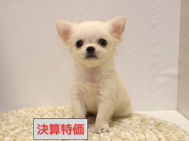 大阪府のチワワ(ロング) (ペット・プラザ アミーゴ箕面店/2025年9月14日生まれ/男の子/クリームホワイト)の子犬の1枚目の画像
