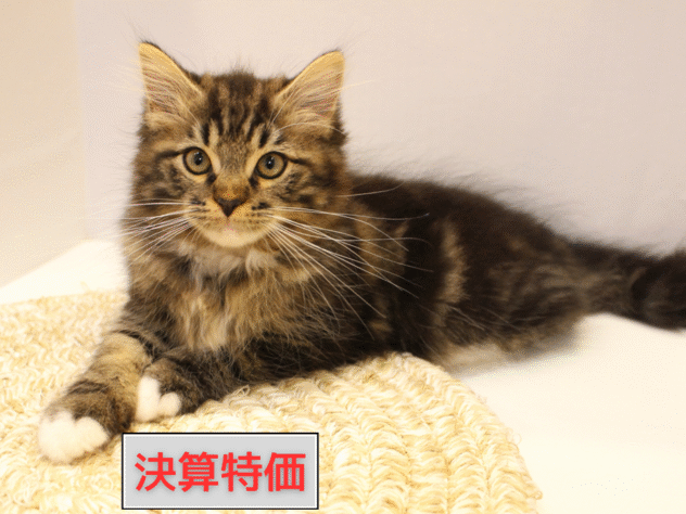 大阪府のサイベリアン (ペット・プラザ アミーゴ箕面店/2025年7月26日生まれ/男の子/ブラウンクラシックタビー)の子猫の1枚目の画像