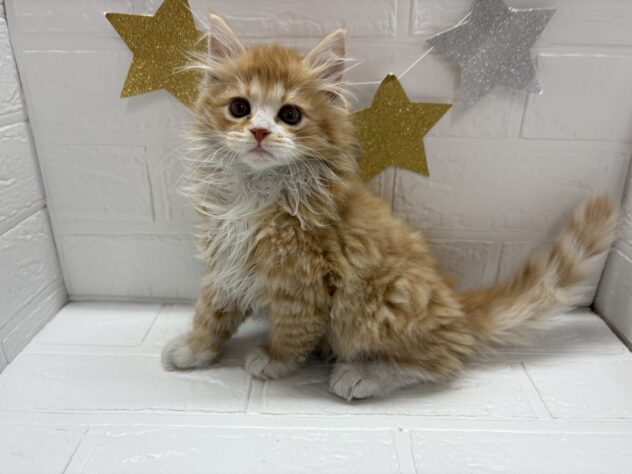 福島県のサイベリアン (アミーゴ郡山南店/2025年8月23日生まれ/男の子/レッドタビーホワイト)の子猫