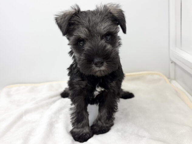 福島県のミニチュアシュナウザー (アミーゴ郡山南店/2025年9月2日生まれ/女の子/ソルトペッパー)の子犬