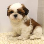 兵庫県のシーズー (ペット・プラザ アミーゴつかしん店/2025年8月4日生まれ/男の子/ゴールドホワイト)の子犬の2枚目の画像