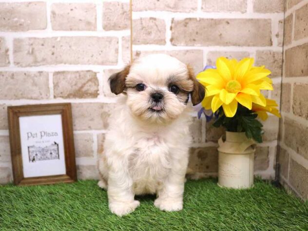 兵庫県のシーズー (ペット・プラザ アミーゴ明石魚住店/2025年6月19日生まれ/女の子/ホワイトゴールド)の子犬の2枚目の画像