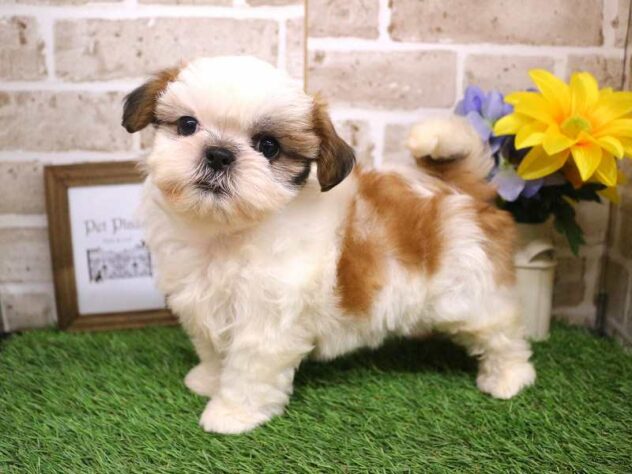 兵庫県のシーズー (ペット・プラザ アミーゴ明石魚住店/2025年6月19日生まれ/女の子/ホワイトゴールド)の子犬の3枚目の画像