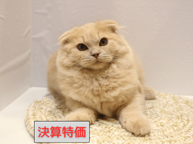 大阪府のスコティッシュフォールド (ペット・プラザ アミーゴ箕面店/2025年6月17日生まれ/男の子/クリームタビー)の子猫の1枚目の画像