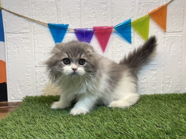 福島県のスコティッシュフォールド (アミーゴ郡山南店/2025年8月19日生まれ/女の子/ブルータビーホワイト)の子猫