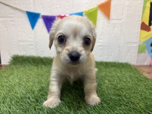 福島県のハーフ犬・ミックス犬 (アミーゴ郡山南店/2025年9月12日生まれ/女の子/クリーム)の子犬