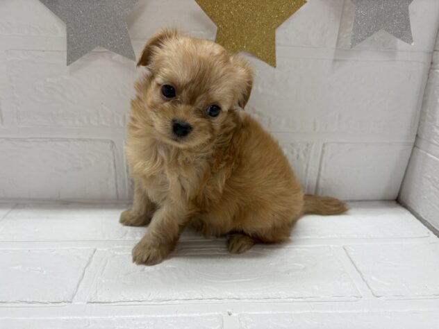 福島県のハーフ犬・ミックス犬 (アミーゴ郡山南店/2025年9月16日生まれ/男の子/アプリコット)の子犬