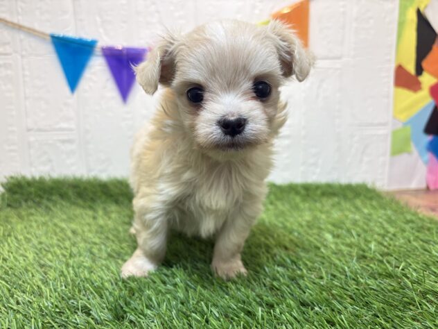 福島県のハーフ犬・ミックス犬 (アミーゴ郡山南店/2025年9月15日生まれ/女の子/クリーム)の子犬