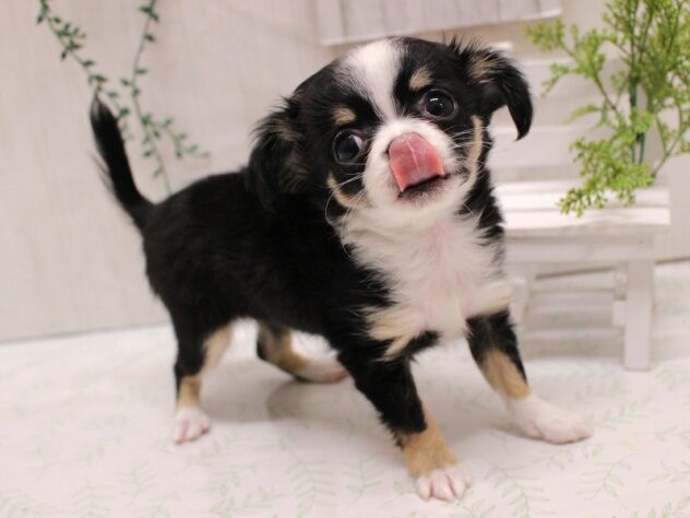 兵庫県のチワワ(ロング) (ペット・プラザ アミーゴ加古川店/2025年9月9日生まれ/男の子/ブラックタンホワイト)の子犬の3枚目の画像