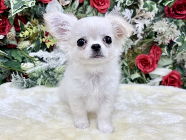 福島県のチワワ(ロング) (アミーゴ郡山南店/2025年9月15日生まれ/男の子/クリーム)の子犬