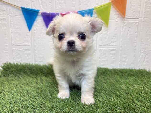 福島県のチワワ(ロング) (アミーゴ郡山南店/2025年9月15日生まれ/男の子/クリーム)の子犬