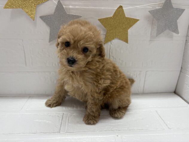 福島県のトイプードル(トイ) (アミーゴ郡山南店/2025年9月16日生まれ/女の子/アプリコット)の子犬