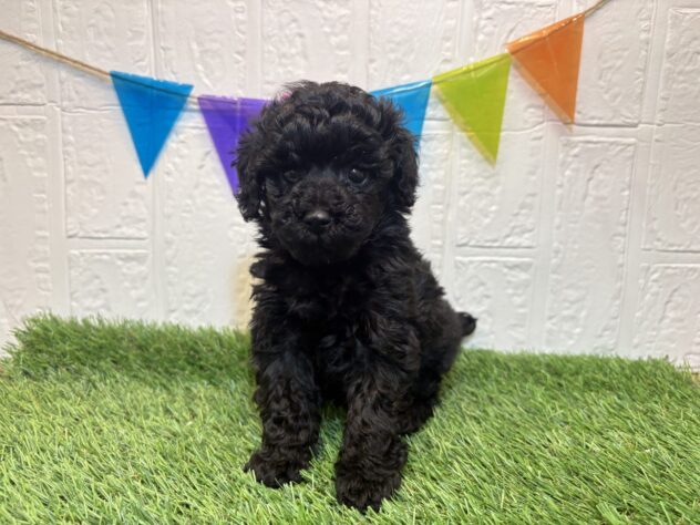 福島県のトイプードル(トイ) (アミーゴ郡山南店/2025年9月16日生まれ/女の子/ブラック)の子犬